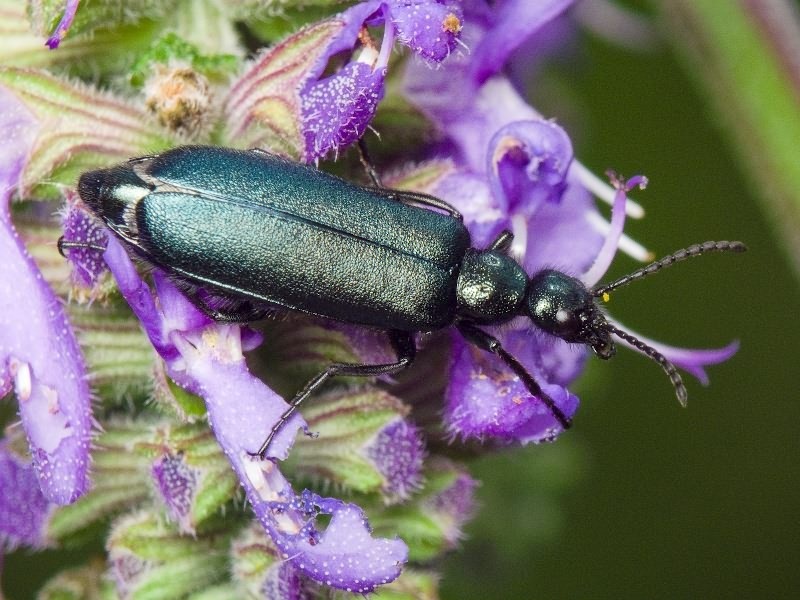 Alosimus chalybaeus (Tauscher, 1812)